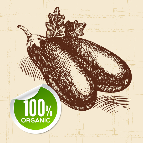 Eggplant hand drawn sketch vector
