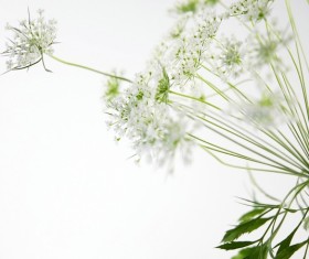 Elegant white flower background HD picture