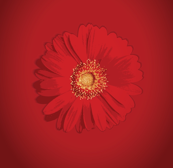 Flower bloom red background greeting card vector