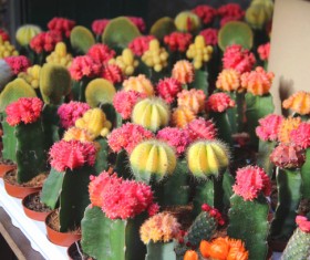 Flowering cactus HD picture 01