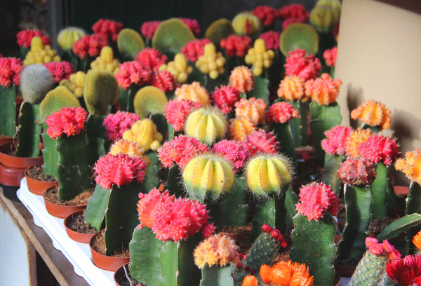 Flowering cactus HD picture 01