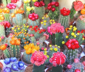 Flowering cactus HD picture 02