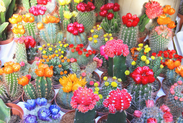 Flowering cactus HD picture 02
