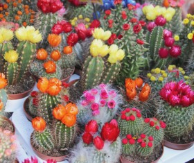 Flowering cactus HD picture 03