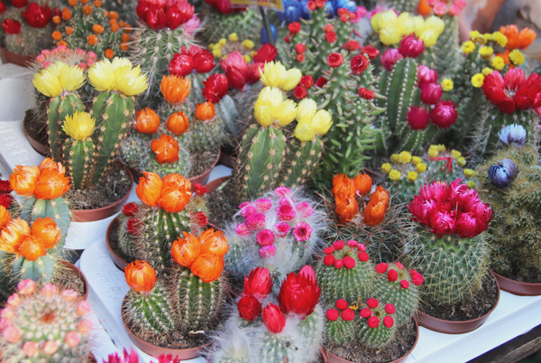 Flowering cactus HD picture 03