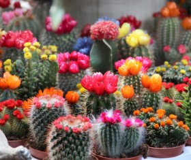 Flowering cactus HD picture 04