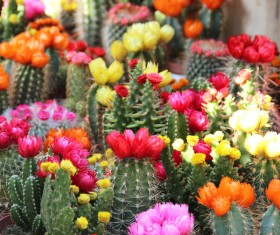 Flowering cactus HD picture 05