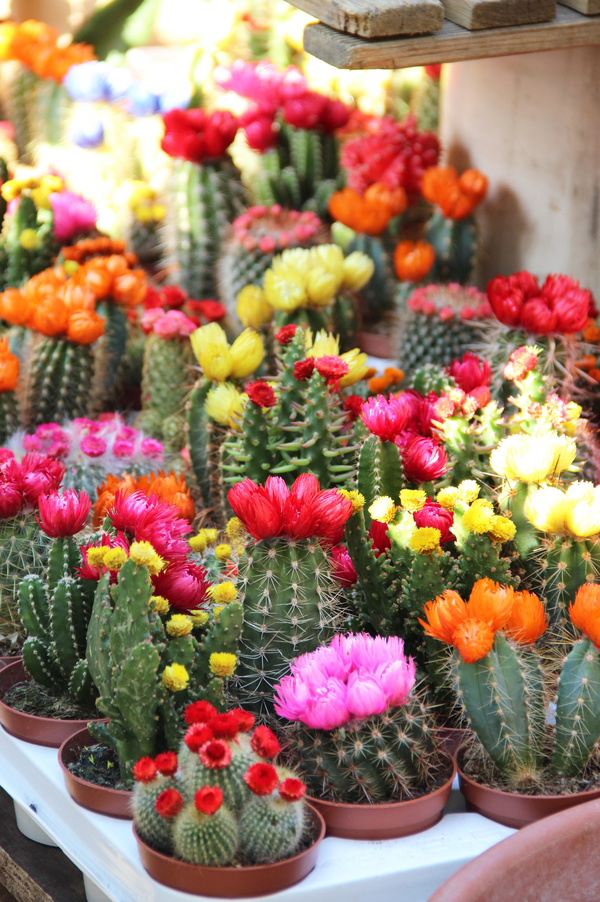 Flowering cactus HD picture 05