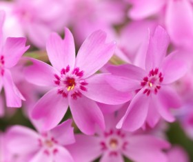 Flowers close-up HD picture 01