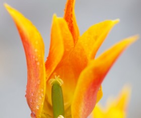 Flowers close-up HD picture 02