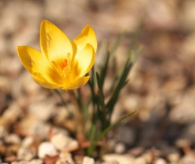 Flowers close-up HD picture 03