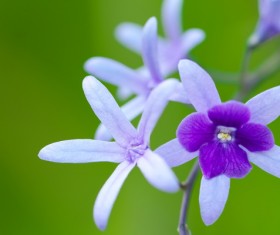 Flowers close-up HD picture 04