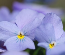 Flowers close-up HD picture 06