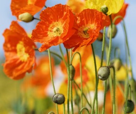 Flowers close-up HD picture 07