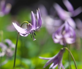 Flowers close-up HD picture 08