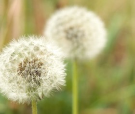 Flowers close-up HD picture 09