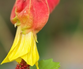 Flowers close-up HD picture 10