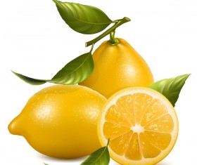 Fresh lemon vector illustration 02