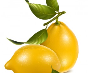 Fresh lemon vector illustration 04