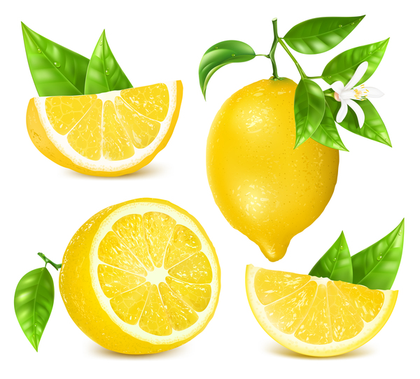 Fresh lemon vector illustration 07