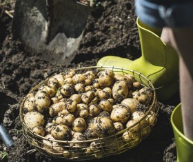 Fresh potatoes unearthed Stock Photo