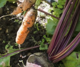 Freshly unearthed carrots Stock Photo