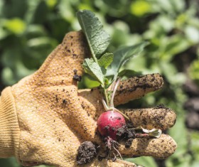 Freshly unearthed little radish Stock Photo