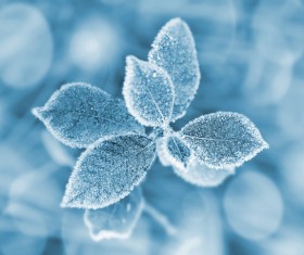 Frost leaves Stock Photo
