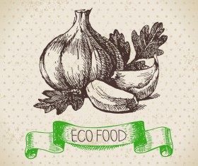Garlic hand drawn sketch vector 01