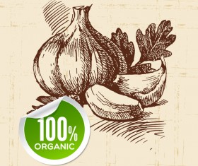 Garlic hand drawn sketch vector 02