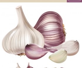 Garlic realistic vectors