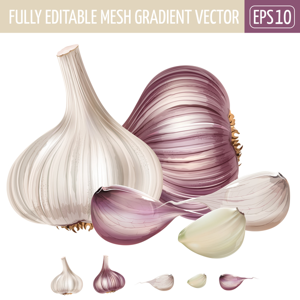 Garlic realistic vectors
