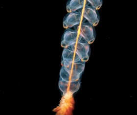 Giant tube jellyfish Stock Photo