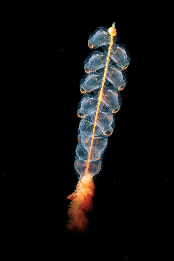 Giant tube jellyfish Stock Photo