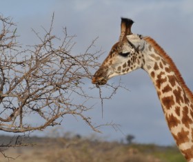 Gnawing the branches of the giraffe Stock Photo 01