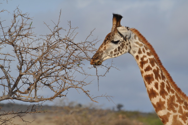 Gnawing the branches of the giraffe Stock Photo 01
