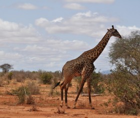 Gnawing the branches of the giraffe Stock Photo 02