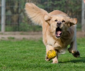 Golden retriever Stock Photo