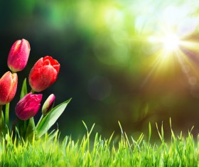 Grass red roses HD picture