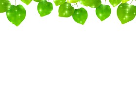 Green Leaves and blank background vector 03