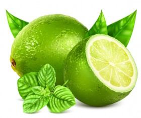 Green citrus with leaves vector 02