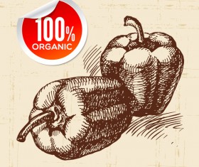 Green pepper hand drawn sketch vector