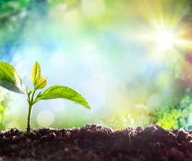 Green plant sprouts HD picture