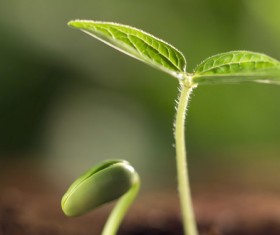 Green plants sprout Stock Photo