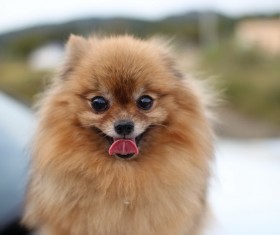 Hartley Department of Pomeranian HD picture