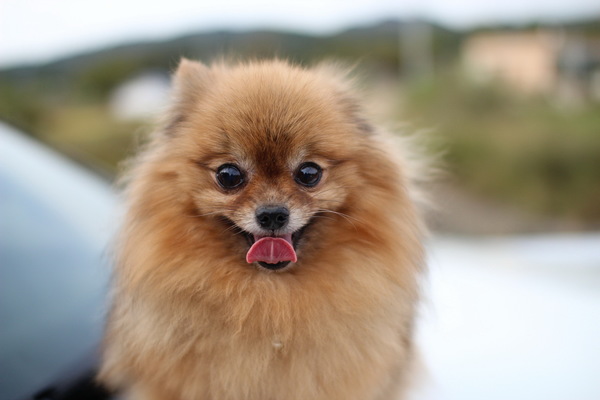 Hartley Department of Pomeranian HD picture