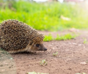 Hedgehog Stock Photo