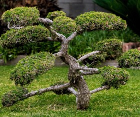 Landscape tree Stock Photo