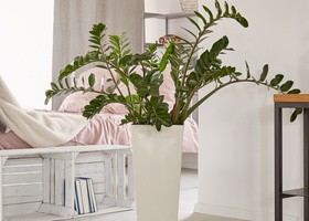 Living room interior small decorative plants Stock Photo 13