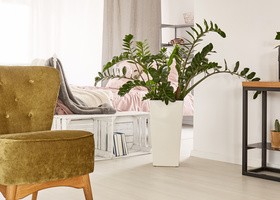 Living room interior small decorative plants Stock Photo 15